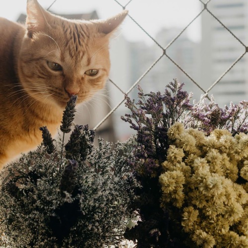 a cat smelling a plant